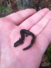 Plethodon electromorphus