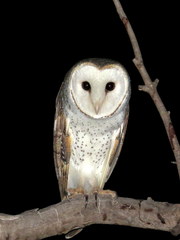 Tyto alba delicatula