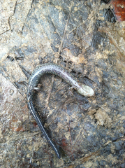 Plethodon electromorphus