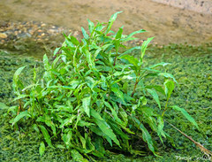 Hygrophila corymbosa