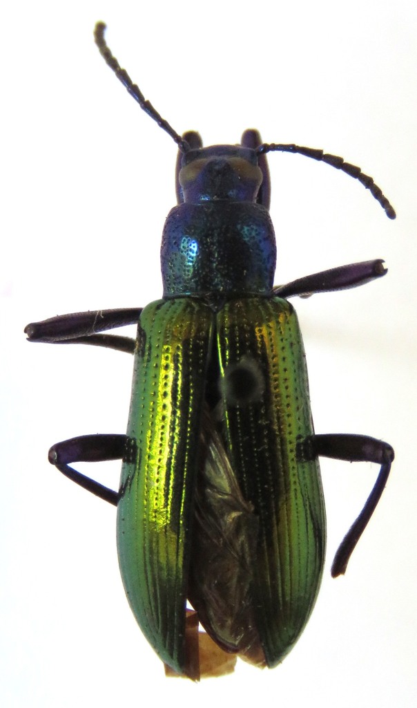 Strongylium bicolor