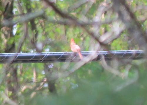 Northern Cardinal photographed in New Hampshire