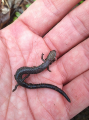 Plethodon electromorphus