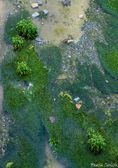 Hygrophila corymbosa