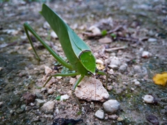 Stilpnochlora quadrata