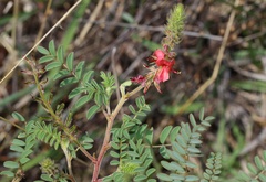 Indigofera comosa