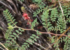 Indigofera comosa