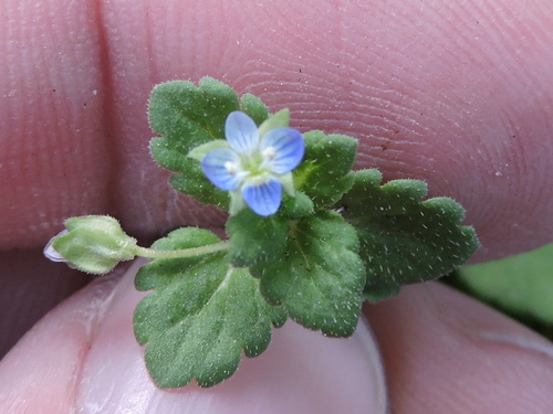 Grey Field-speedwell