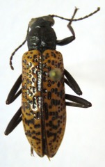 Strongylium cribripes