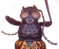 Strongylium cribripes