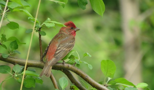 Camachuelo carminoso (Carpodacus erythrinus)
