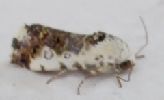 Acontia