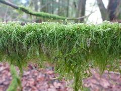 Pseudisothecium myosuroides