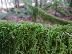 Pseudisothecium myosuroides