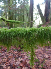 Pseudisothecium myosuroides