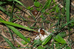 Macrochlamys nitidissima