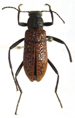 Strongylium cribripes