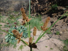 Cyperus thunbergii
