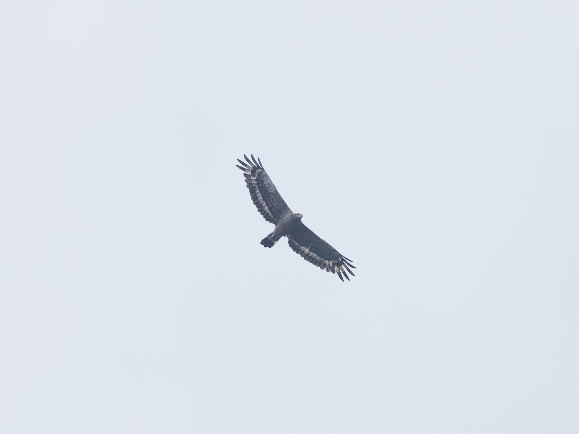 Crested Serpent Eagle