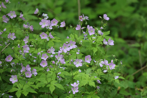 Geranium maculatum