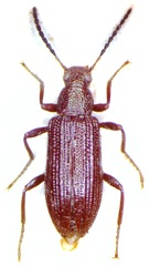 Strongylium permodicum