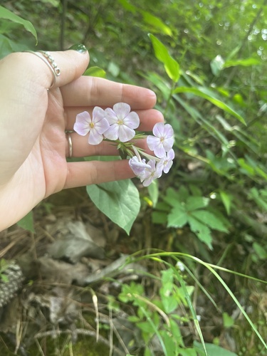 Alabama Phlox (Phlox pulchra)
