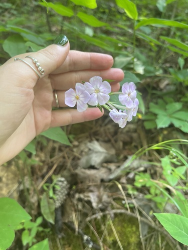 Phlox pulchra, photograph 2