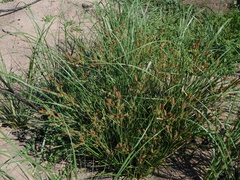 Cyperus thunbergii