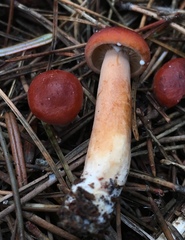 Lactarius subviscidus