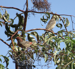 Haemorhous mexicanus