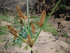 Cyperus thunbergii