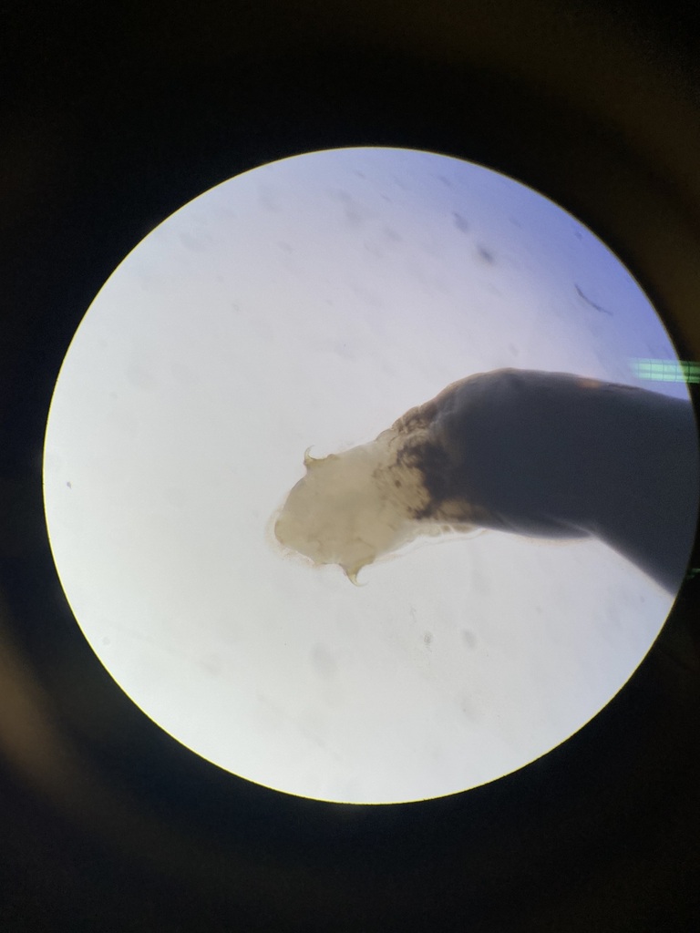 Parasite