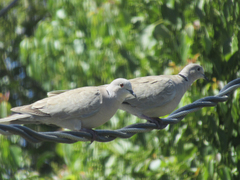 Streptopelia decaocto