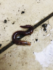 Eisenia