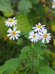 Aster microcephalus
