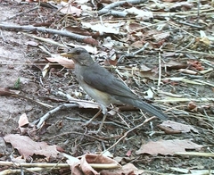 Turdus pelios