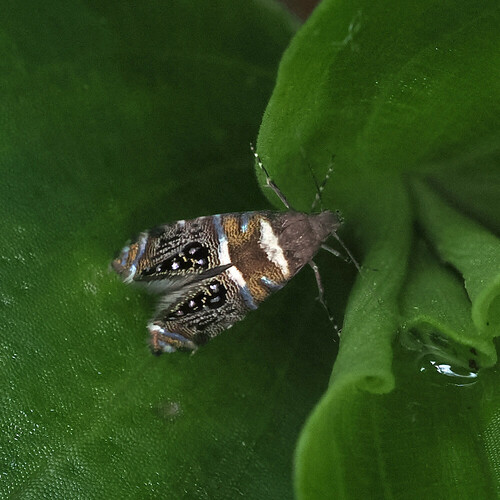 Glyphipterix euleucotoma