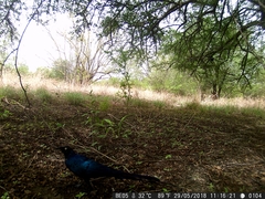 Lamprotornis caudatus