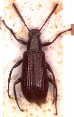 Strongylium permodicum