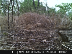 Pternistis bicalcaratus