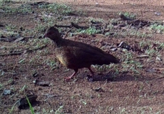 Ptilopachus petrosus