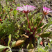 Livingstone Daisy - Photo (c) Adam Welz, some rights reserved (CC BY-NC-ND), uploaded by Adam Welz