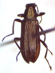 Strongylium permodicum