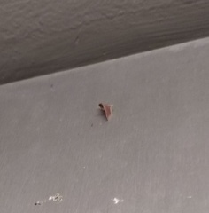 Endotricha minutiptera