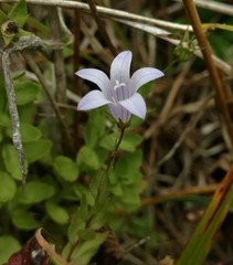 Campanula californica