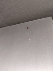 Endotricha minutiptera