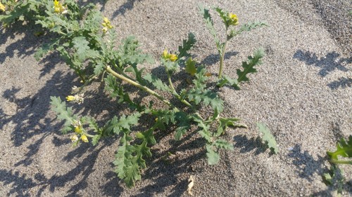 Columbian yellowcress (Rorippa columbiae)