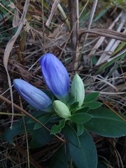 Gentiana catesbaei