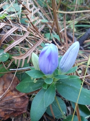 Gentiana catesbaei