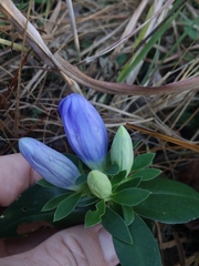 Gentiana catesbaei